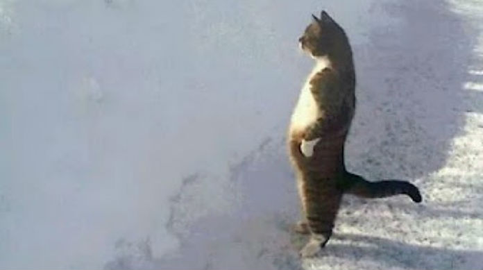 13 funniest kittens in the world