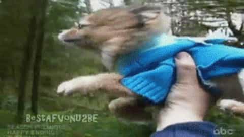 Funniest Puppies Ever