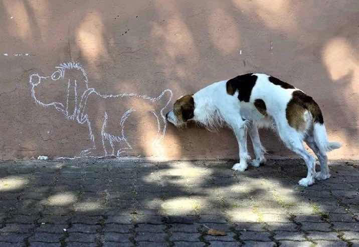 Las Fotos Más Divertidas y Comprometedoras, Tomadas en el Mejor Momento