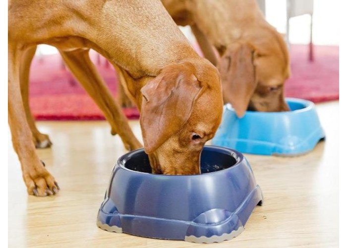 Berliner Tierpathologe kritisiert: Wir lieben unsere Haustiere zu Tode